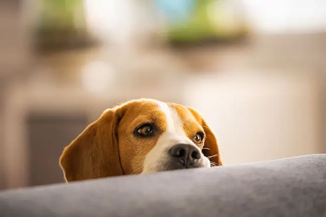 curious dogs thrive when given the choice to engage.webp