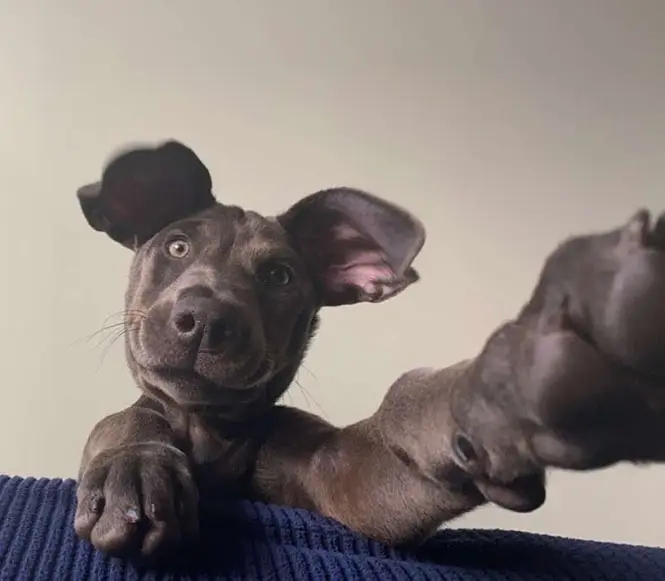 curious puppy feeling misunderstood.webp