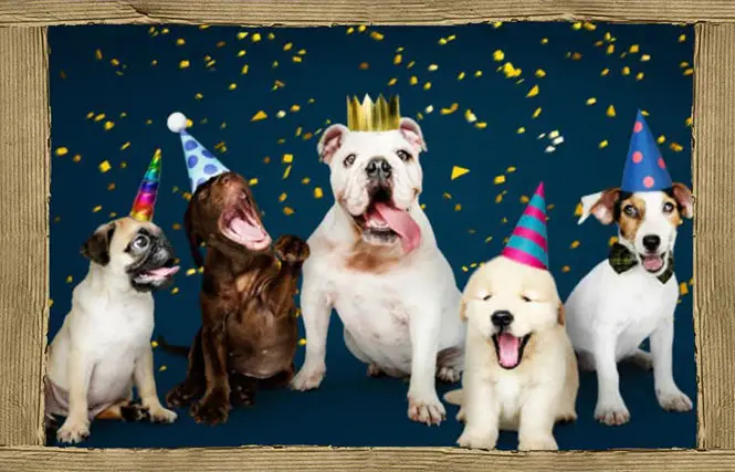 dogs celebrating good news.webp