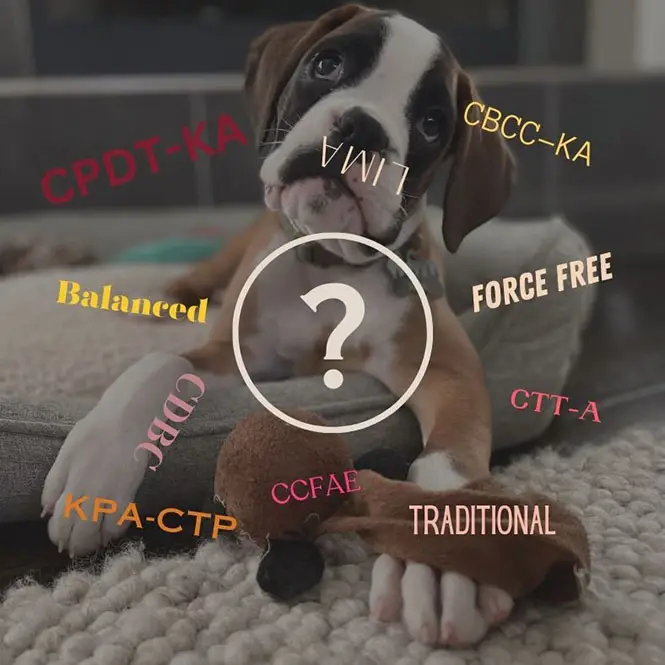 puppy surrounded by confusing dog trainer jargon.webp