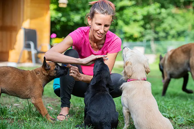 portland puppy training with a positive fear free dog trainer.webp