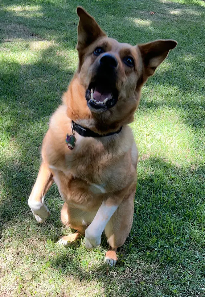 german shepherd dog in training.webp