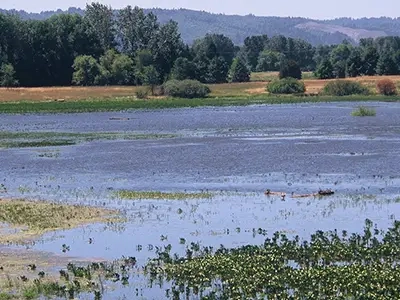 North Portland Smith And Bybee Wetlands