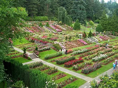 Northwest Portland Intl Rose Test Garden