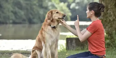 Nashville behavior coach working with a golden retriever dog during a dog training session in Nashville, TN