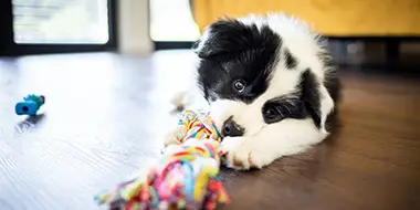 A labrador retriever puppy having fun during a puppy training session in Nashville, TN
