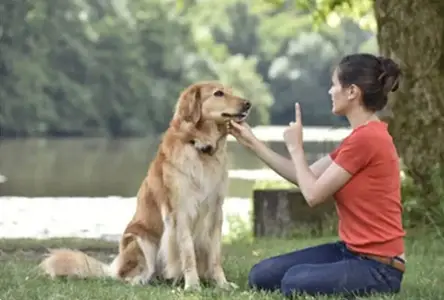 Nashville behavior coach working with a golden retriever dog during a dog training session in Nashville, TN