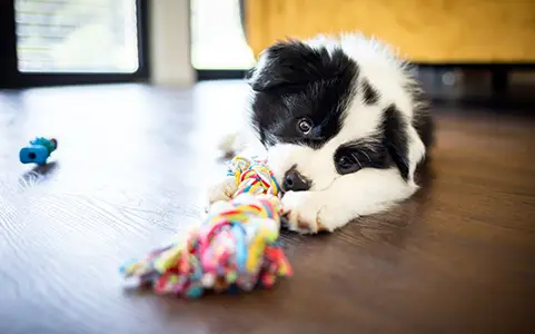 A labrador retriever puppy having fun during a puppy training session in Nashville, TN