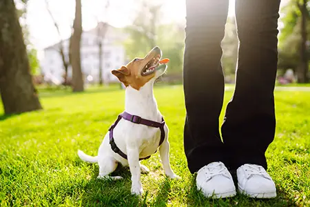 A Jack Russell Terrier dog enjoys a training session in the comfort of his own home in Nashville, TN