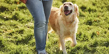 Portland behavior coach working with a labrador retriever dog during a dog training session in Portland, OR