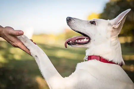 Dog learning basic manners without forceful or fearful methods during a dog training session in Portland, OR