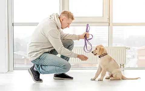 A labrador retriever puppy enjoys a training session in the comfort of his own home in Portland, OR