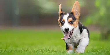 A young puppy having fun during a puppy training session in Portland, OR